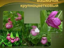 Башмачок крупноцветковый
