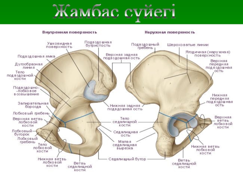 Седалищная кость анатомия фото