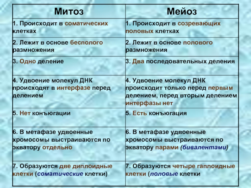 Сходство и различие мейоза. Отличия митоза от мейоза по фазам. Тип деления митоза и мейоза. Строение митоза и мейоза таблица. Различия между стадиями митоза и мейоза таблица.