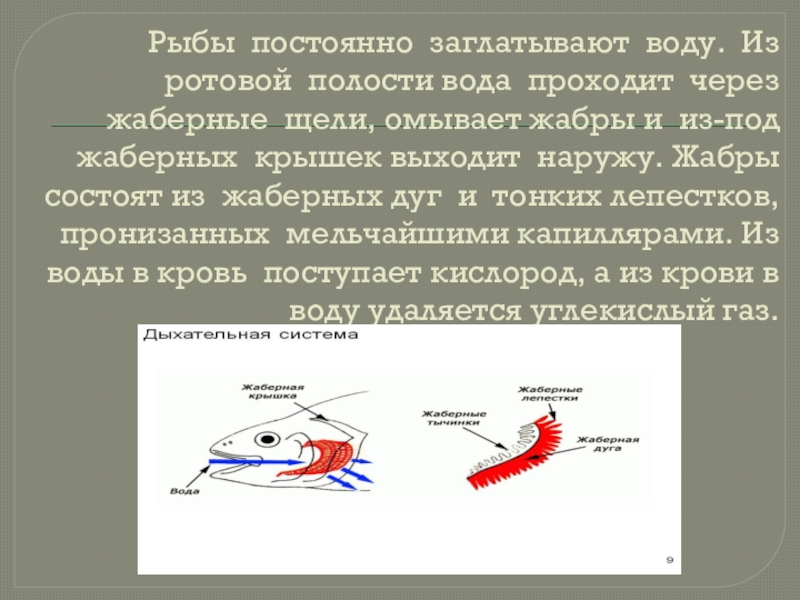 Жаберные крышки у рыб. Дыхательная система рыб. Система дыхания рыб.