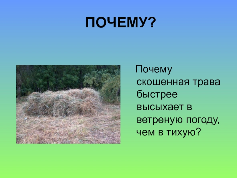 Не кошенная как пишется. Почему скошенная трава высыхает быстрее?. Почему скошенная трава быстрее высыхает в ветреную погоду. Скошенная трава высохнет быстрее в сухую или в мокрую погоду.