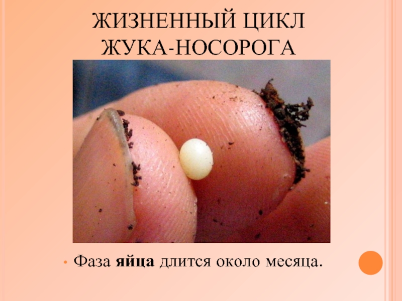ЖИЗНЕННЫЙ ЦИКЛ  ЖУКА-НОСОРОГАФаза яйца длится около месяца.