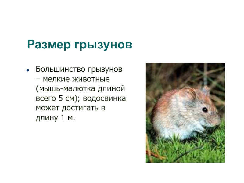 Размер грызуновБольшинство грызунов – мелкие животные (мышь-малютка длиной всего 5 см); водосвинка может достигать в длину 1