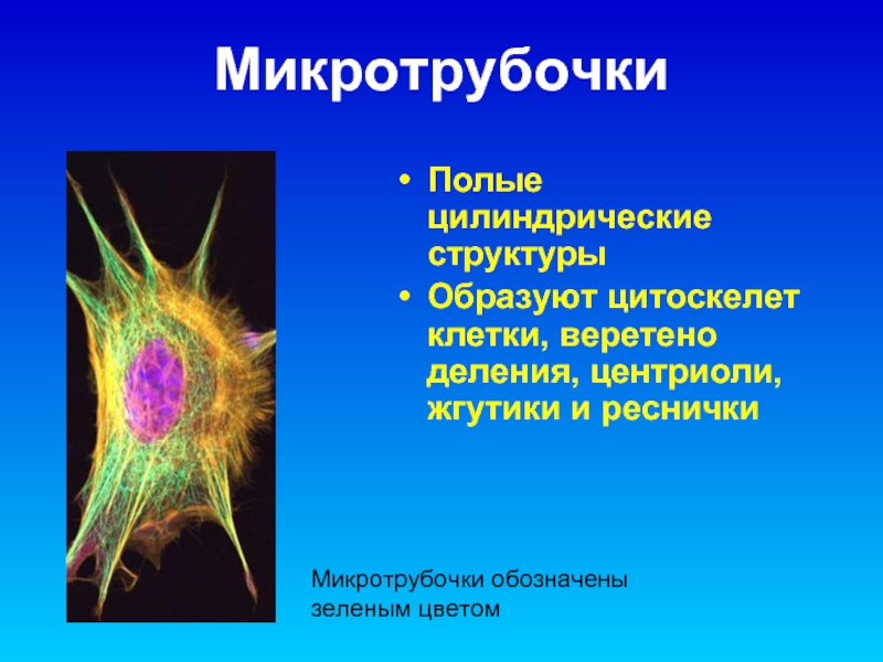 МикротрубочкиПолые цилиндрические структуры Образуют цитоскелет клетки, веретено деления, центриоли, жгутики и реснички Микротрубочки обозначены зеленым цветом