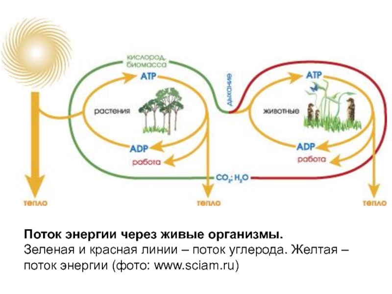 Быстрая энергия в живых организмах