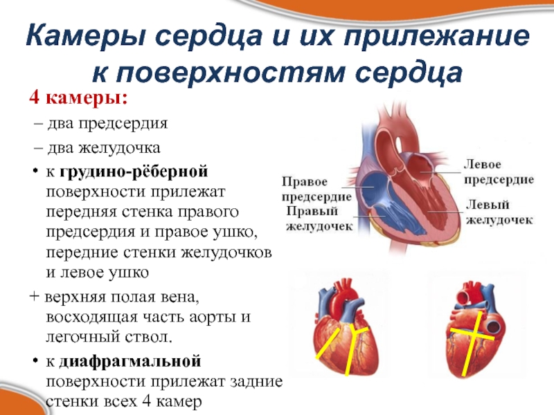 Сколько весит искусственный левый желудочек для сердца. Рельеф внутренних поверхностей камер сердца. Поверхности сердца. Строение камер сердца. Стенки правого предсердия.