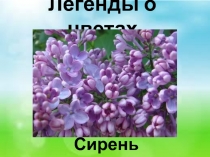 Легенды о цветах. Сирень