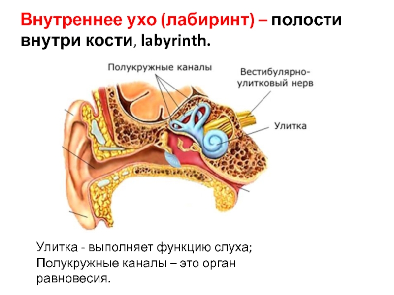 Внутреннее ухо расположено в полости кости. Улитка человека внутреннее ухо. Внутреннее ухо улитка анатомия. Внутреннее ухо костный Лабиринт. Внутреннее ухо Лабиринт и улитка.