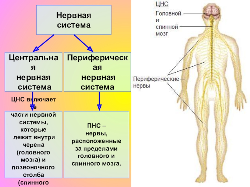 В состав центральной нервной системы входят. Центральная нервная система и периферическая нервная система. Центральная и периферическая части нервной системы спинной мозг. Центральная нервная система включает. Нервная система позвоночника человека.