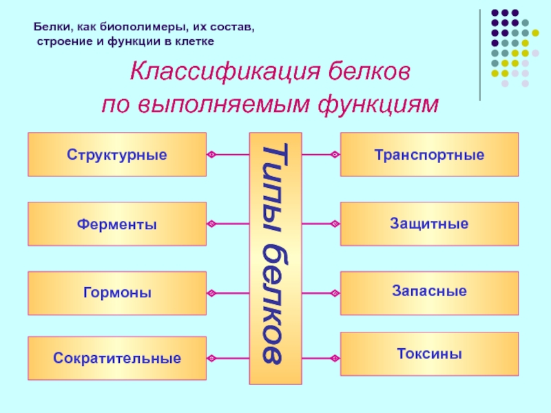 Белки как природные биополимеры проект