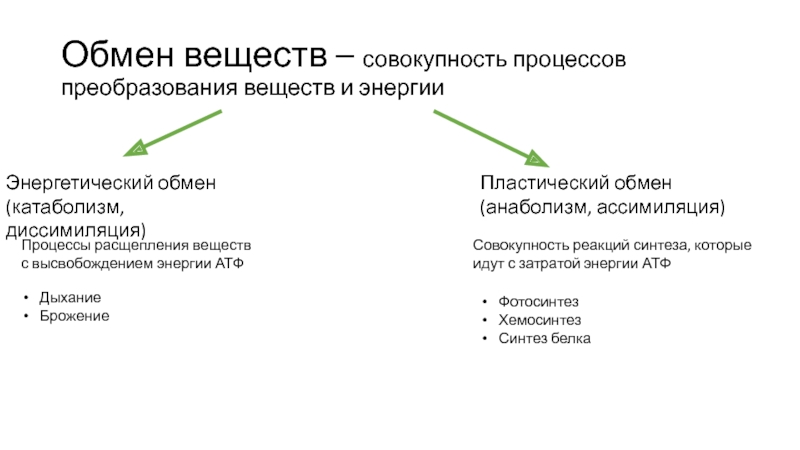 Обмен веществ представляет собой процессы