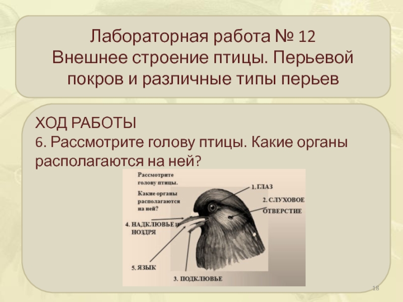 Презентация класс птицы внешнее строение 7 класс