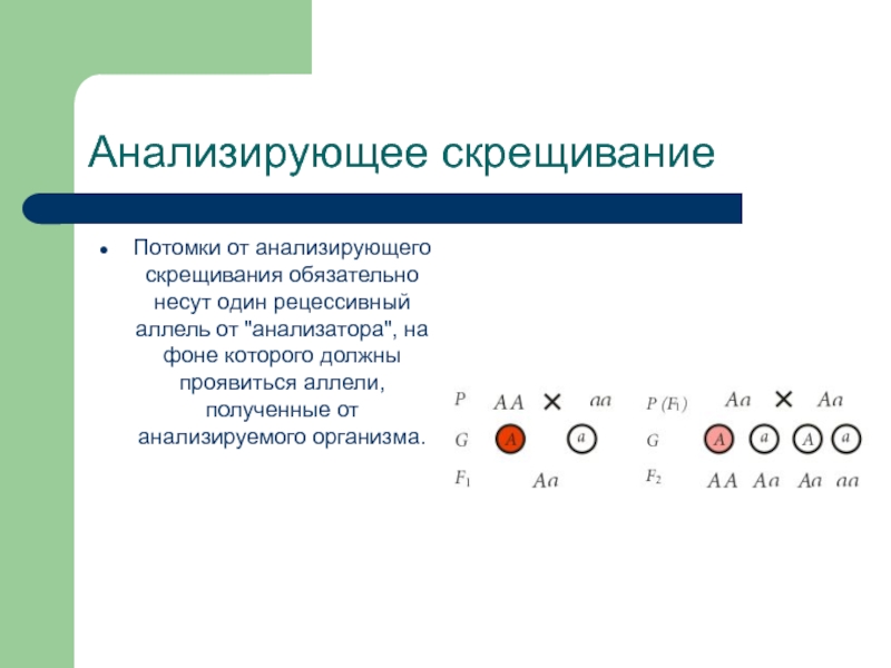 Какое скрещивание анализирующее. Анализирующее скрещивание. Анализирующее скрещивание закон Менделя. Анализирующее скрещивание презентация. Анализирующее скрещивание это в биологии.