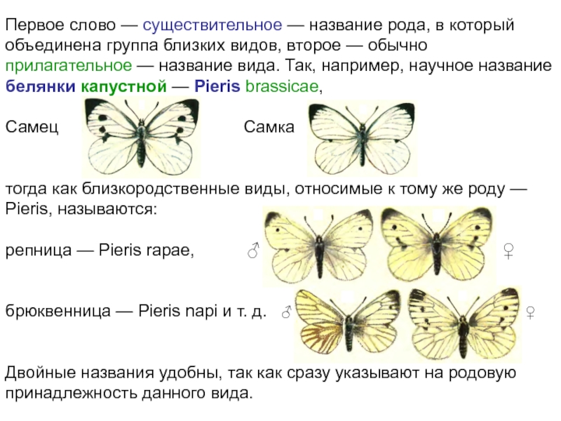Бабочка капустная белянка имеет