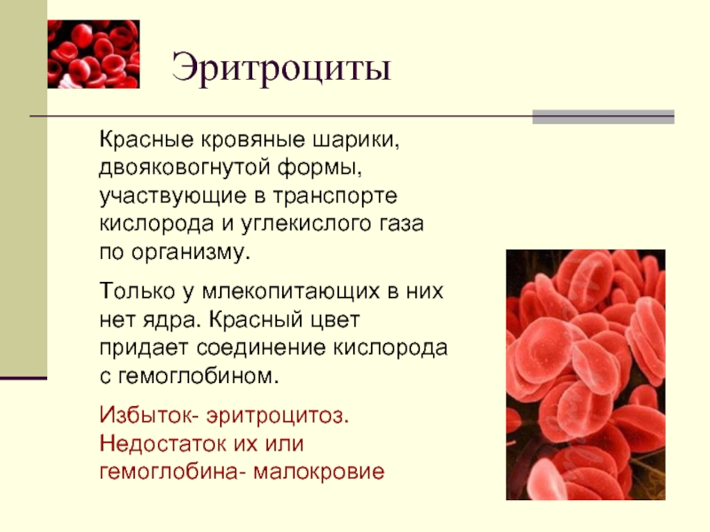 ЭритроцитыКрасные кровяные шарики, двояковогнутой формы, участвующие в транспорте кислорода и углекислого газа по организму. Только у млекопитающих