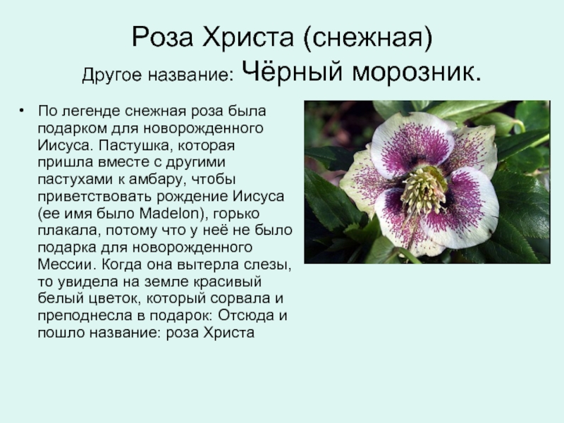Растение морозник фото и описание