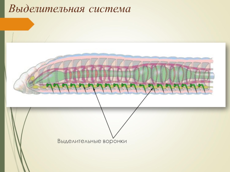 Выделительная системаВыделительные воронки