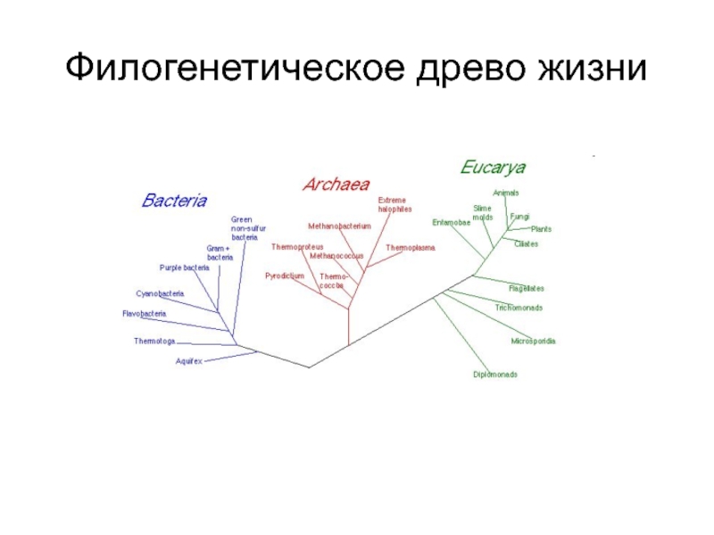 Филогенетическая схема прокариот