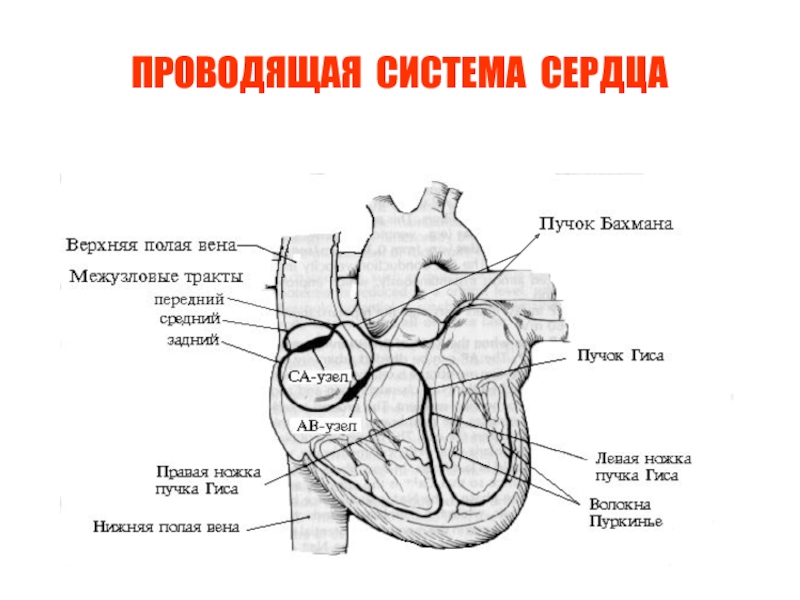 Проводящая система сердца механизм автоматии сердца презентация