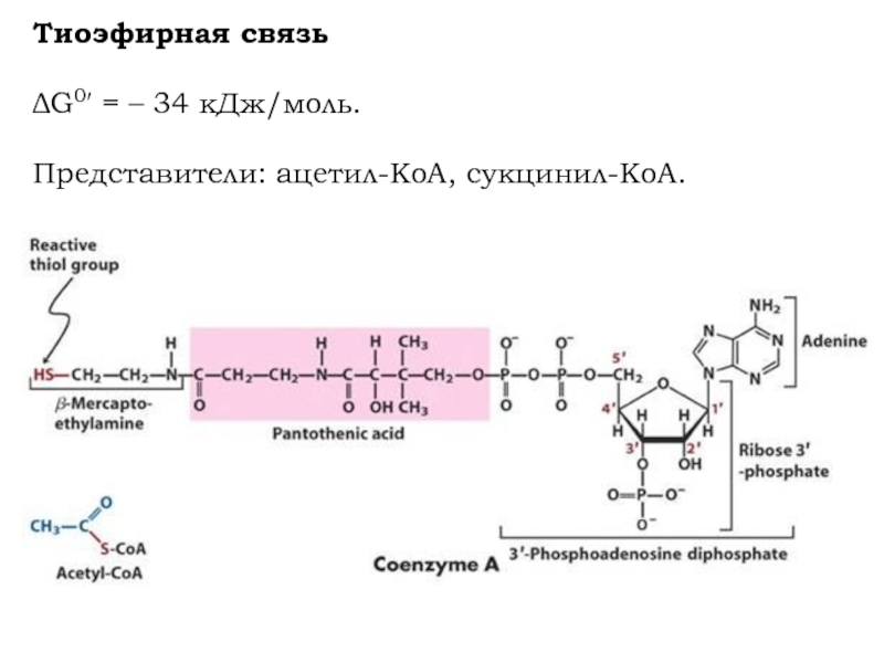 Характеристика макроэргической связи