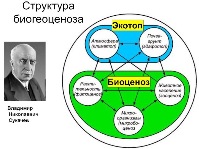 Структура биогеоценоза рисунок