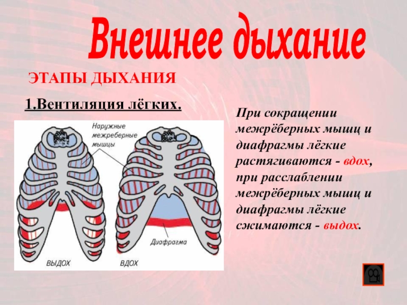 Фазы дыхания. Этапы легочного дыхания. Этапы внешнего дыхания. Этапы вдоха. Диафрагма при вдохе.