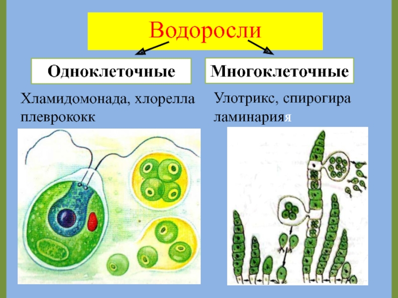 Одноклеточные водоросли хлореллы. Улотрикс одноклеточная. Хлорелла одноклеточные. Хлорелла водоросль строение. Одноклеточная водоросль хламидомонада.