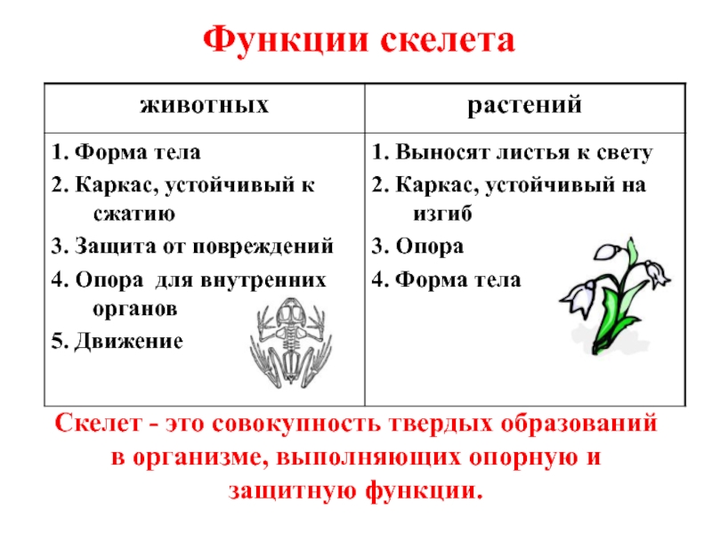 Скелет опора организма 6 класс биология презентация