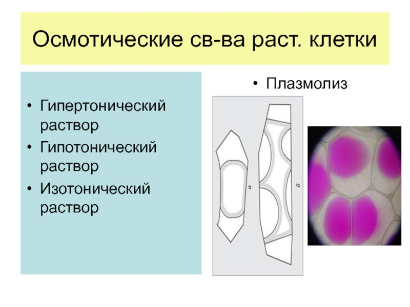 Плазмолиз раствор