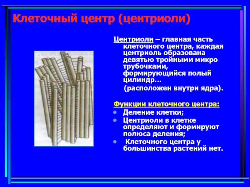 Центриоли клеточного центра. Центриоли функции в клетке. Центриоли клеточного центра функции. Роль центриолей в клетке. Функции центриоли в животной клетке.