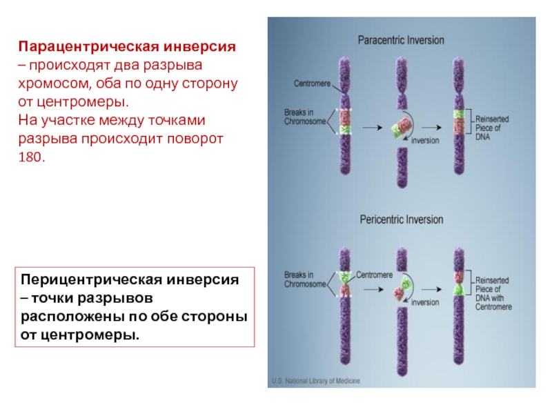 Центромеры хромосом