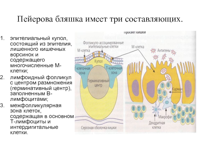 М клетки. Солитарные фолликулы и пейеровы бляшки анатомия. Пейеровы бляшки строение и функции. Лимфоидные бляшки кишечника функции. М-клетки пейеровых бляшек.