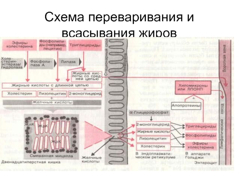 Переваривание жиров. Всасывание жиров физиология. Всасывание жиров в пищеварительной системе. Переваривание и всасывание продуктов переваривания жиров. Переваривание и всасывание жиров физиология.