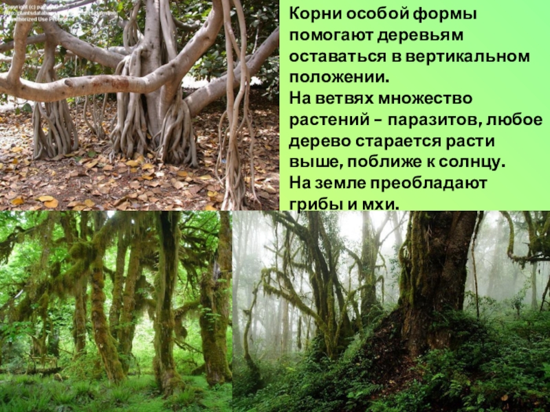 География 7 класс разнообразие природы африки. Разнообразие природы Африки презентация. Разнообразие природы Африки 7 класс. Паразитические растения произрастающие на корнях деревьев. Дерево старается расти.