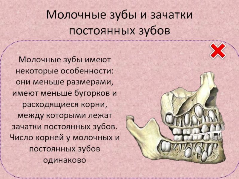 Малые коренные зубы функции