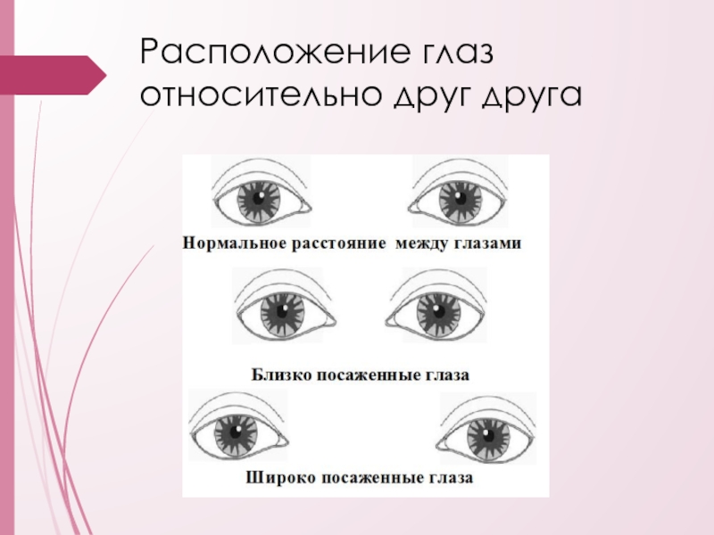 Глаза далеко глядят. Типы расположения глаз. Форма и расположение глаз. Расположение глаз относительно друг друга. Формы глаз картинки.