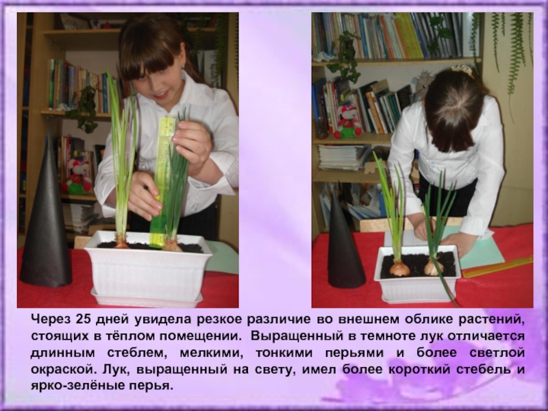 Влияние света на развитие. Растение в темноте и на свету опыт. Лук выращенный в темноте. Растения без света эксперимент. Лук в темноте и на свету опыт по биологии.