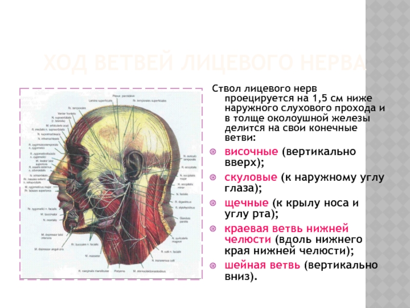 Голова хода. Ветви лицевого нерва и околоушной железы. Ветви околоушного сплетения лицевого нерва. Лицевой нерв в околоушной железе.