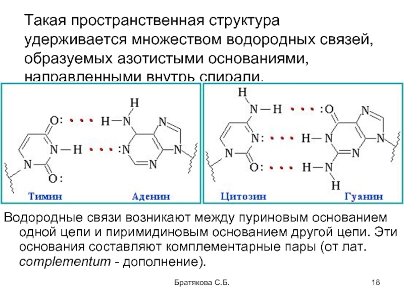 Органические вещества нуклеиновые кислоты. Связи между пуриновыми и пиримидиновыми основаниями. Водородные связи в комплементарных парах нуклеиновых оснований РНК. Пуриновые и пиримидиновые основания связи. Пуриновые и пиримидиновые основания комплементарность.