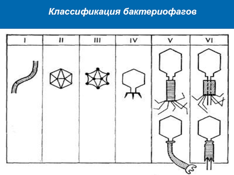 Схема получения бактериофагов