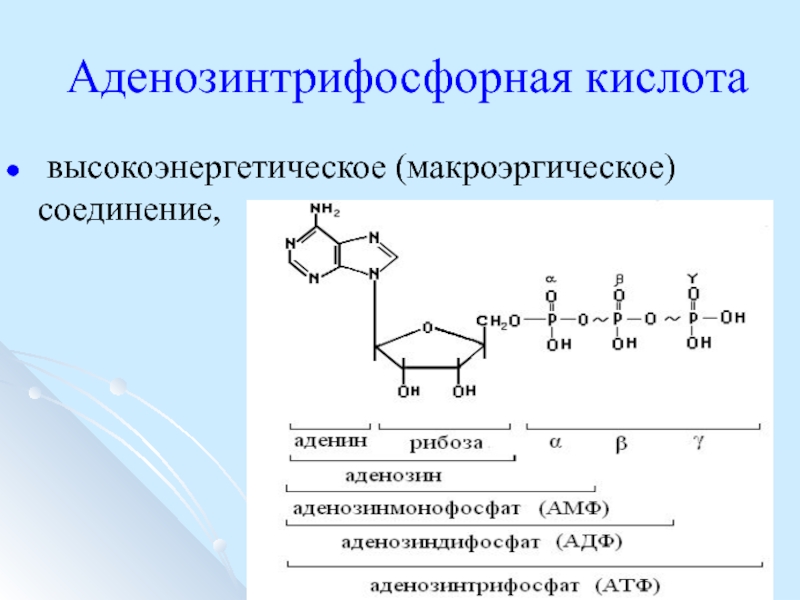 Содержит макроэргические связи обеспечивает энергией реакции синтеза