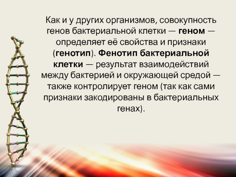 Совокупность всех взаимодействующих генов организма