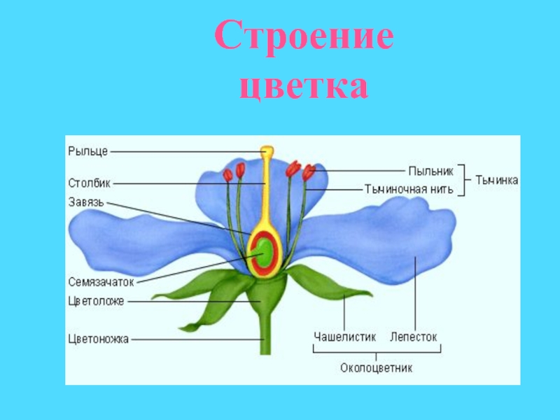 Особенности строения цветка. Генеративные органы цветка. Цветок и его строение. Цветок строение и функции. Части цветка и их функции.