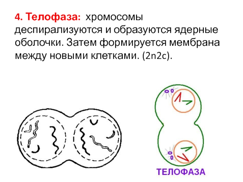 Телофаза. Телофаза 2n2c. Телофаза 2n 6. Телофаза 2 2n2c. Телофаза хромосомы деспирализуются.