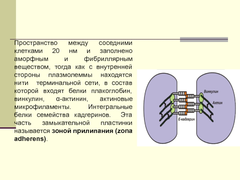 Смежные клетки