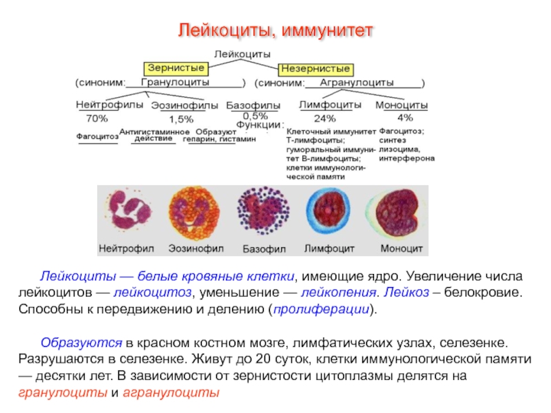 Типы лейкоцитов