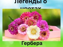 Легенды о цветах. Гербера