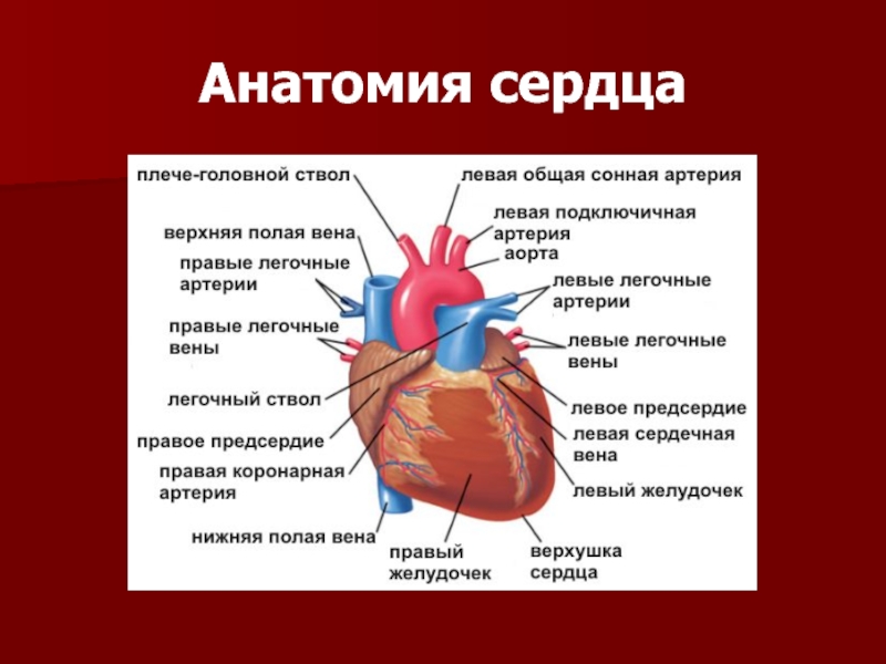 Топографическая анатомия сердца презентация