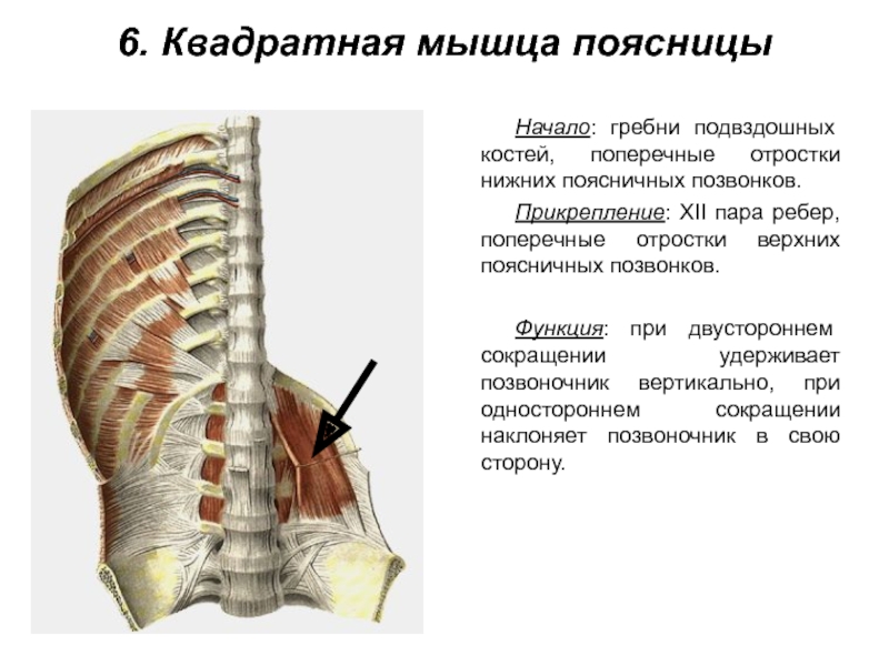 Квадратная мышца поясницы фото