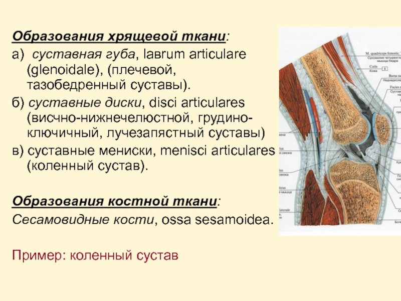 Губа сустава. Коленный сустав классификация. Коленный сустав классификация по форме. Коленный сустав по классификации является:. Классификация суставов по биомеханике.